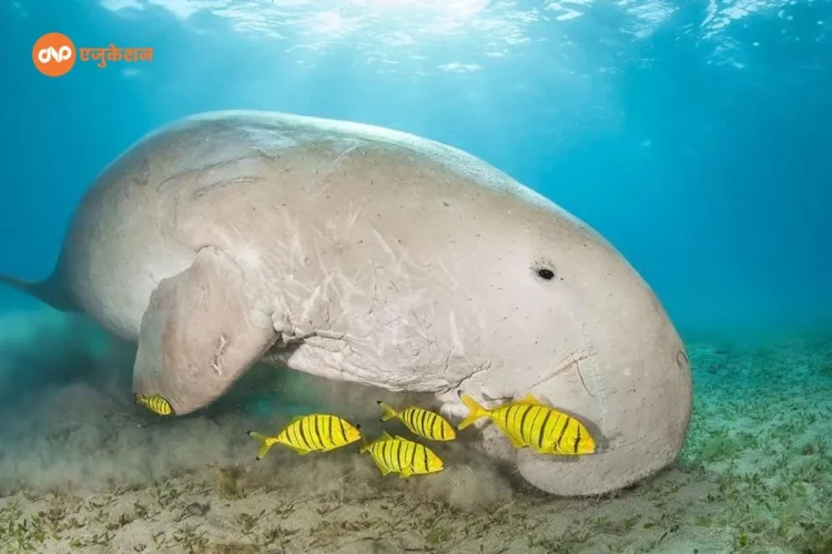 Dugong